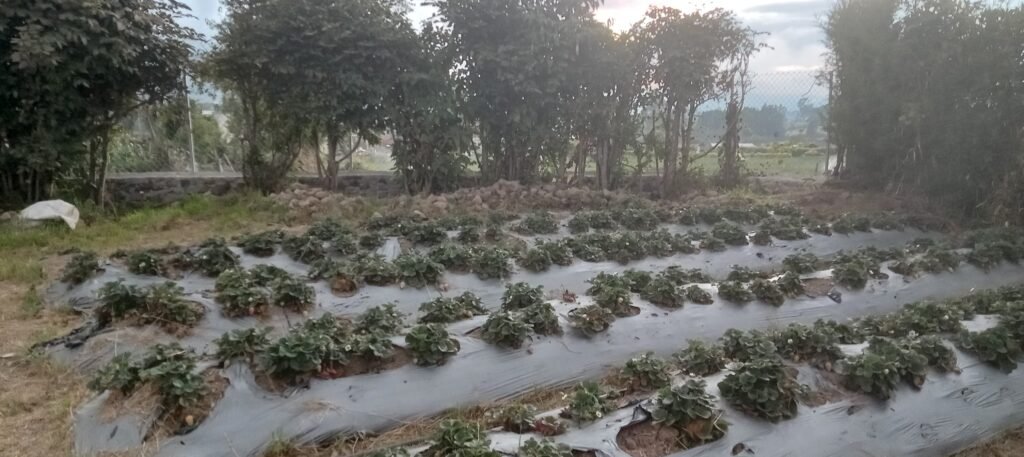 Lote en Venta en Pasto