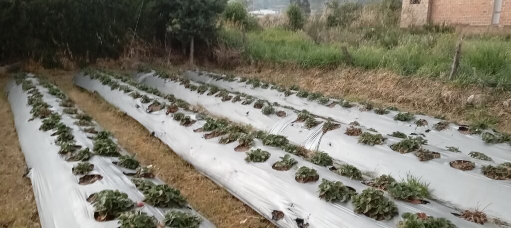 Lote en Venta en Pasto